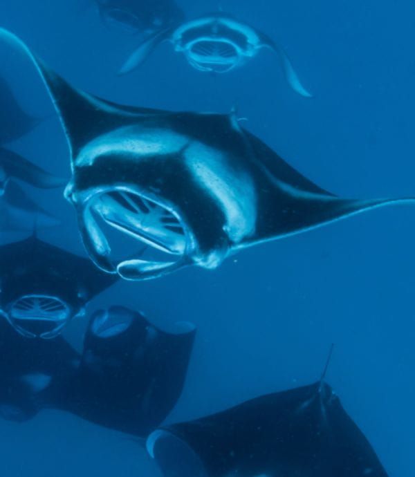 South Ari Atoll Resorts | Nova Maldives | Marine Life